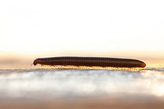 millipede (Diplopoda)