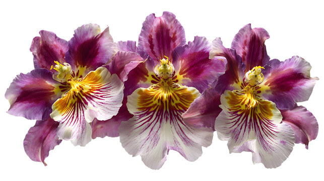 Three purple and yellow orchid flowers isolated on a transparent background