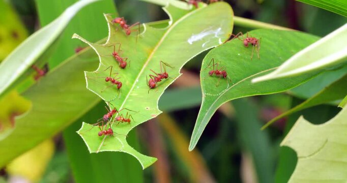 Leaf cutter ants (Atta sp.) cutting leaves .In the rainforest understory, Napo province, Ecuador. The leaf sections are carried back to the nest and used to grow a fungus upon which the ants feed.