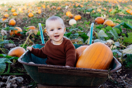 Cute baby joyfully sitting in wheelbarrow with pumpkins on pumpkin patch. Selecting best pumpkins for Thanksgiving and Halloween holidays decoration on farm. Pumpkin harvest. Autumn fall festive mood
