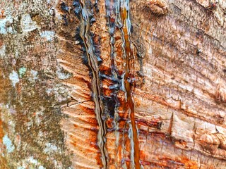 Macro shot of sticky tree resin flowing down textured bark © Imam