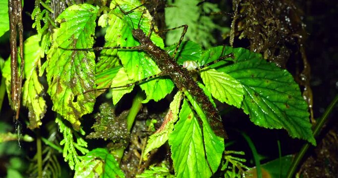 Stick insect (Acanthaclonia sp.) In dripping water below a small waterfall in the rainforest understory, Napo province, Ecuador.