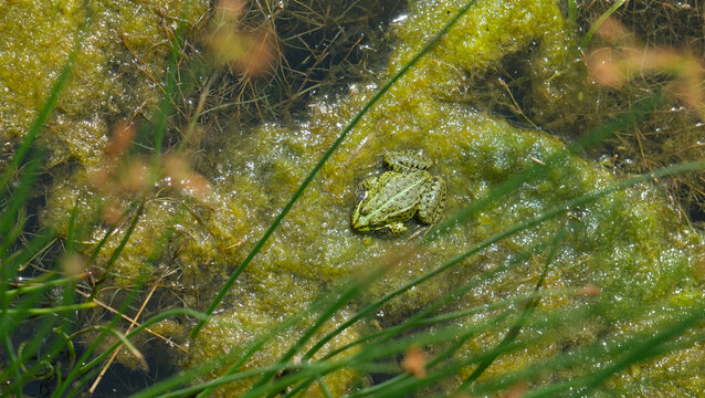 Green pond frog sitting on algae in a sunny swamp