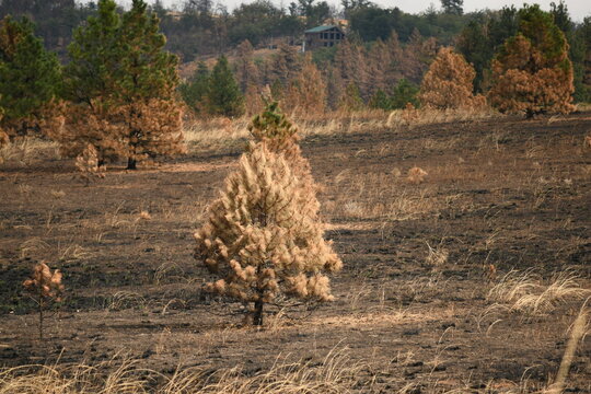 Scorched pine sapling standing in burned field near Friend, Oregon