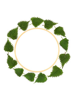 Nettle leaf wreath frame natural herbal medicine herb for hay fever, itching, congestion summer allergy treatments on white. Anti inflammatory. 	Urtica dioica,