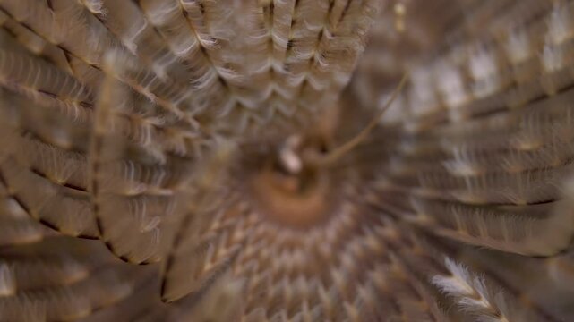 Extreme Close-Up of Feather Duster Worm Radiolar Crown and Feeding Tentacles Underwater in Saint Croix, U.S. Virgin Islands