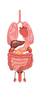 Illustration of the internal organs including the lungs, heart, liver, stomach, kidneys, intestines and male reproductive system