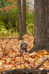 Grey squirrel standing near tree trunk in autumn forest © Iryna
