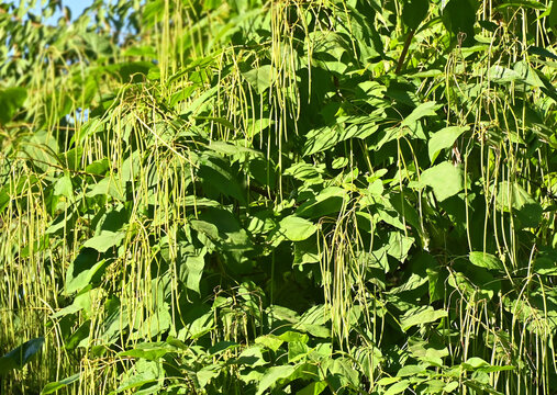 Catalpa tree (Catalpa spp.) with pods