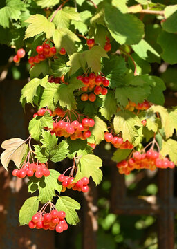 Viburnum opulus (Guelder rose) with clusters of berries
