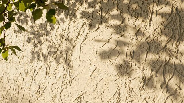 Golden sunlight and leaf shadows cast on a textured beige stucco wall with green leaves in the corner