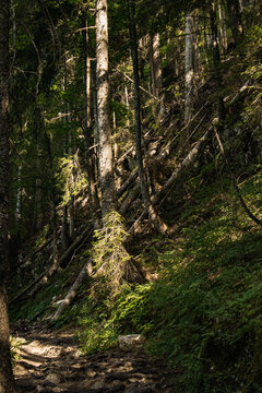 Pine woods around the blake lake, Durmitor 