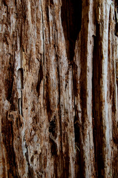 Pine woods around the blake lake, Durmitor 