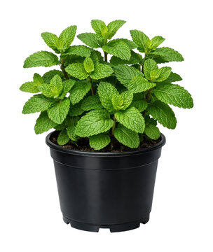 PNG Fresh mint plant in pot.