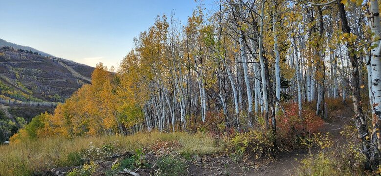 autumn in the forest