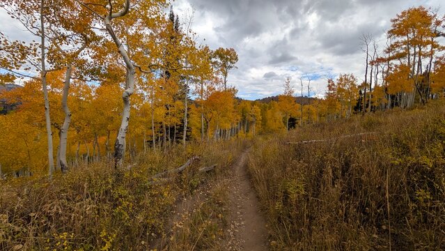 autumn in the forests of Utah