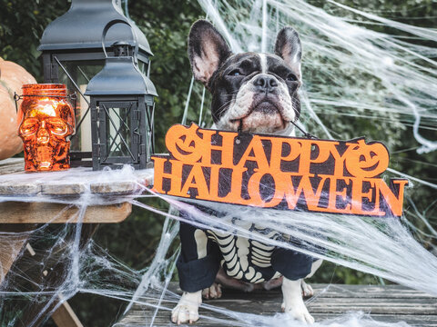 Cute French Bulldog in a festive costume sits with Halloween decorations. Black lanterns, skull candles, spider webs and pumpkin. Symbolizes Halloween fun. Ideal for holiday and pet content