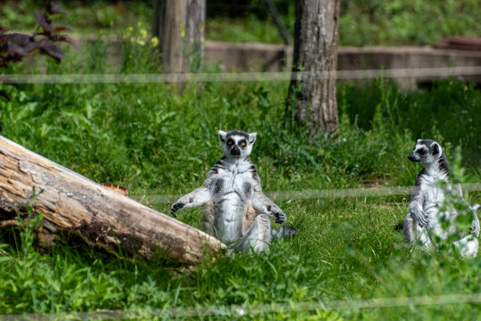 Ring-tailed lemur sunbathing on green grass in zoo