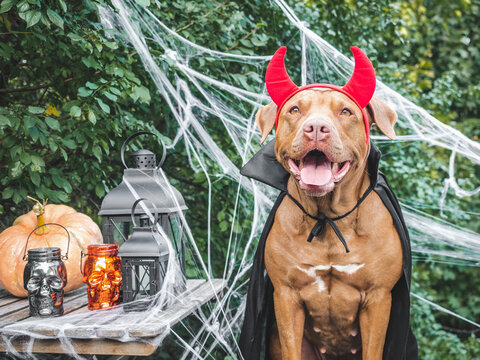 Cute American Pit Bull in a festive costume sits with Halloween decorations. Black lanterns, skull candles, spider webs and pumpkin. Symbolizes Halloween fun. Ideal for holiday and pet content