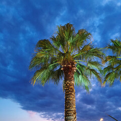 Obraz premium Illuminated palm trees in the city at evening against a blue, cloudy sky