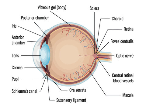 Educational diagram of the human eye anatomy with labeled parts including cornea lens retina and optic nerve for medical science studies