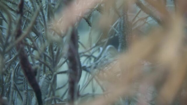 Extreme Close-Up Through Branching Gorgonian Sea Plume Soft Coral on a Caribbean Reef in Saint Croix, U.S. Virgin Islands