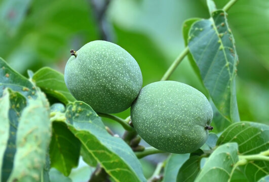 Walnut tree (Juglans regia) with green fruit