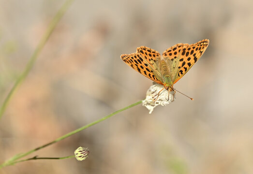 Bright Queen of Spain fritillary (Issoria lathonia) butterfly