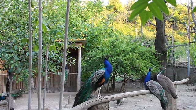 A male blue peacock sits on a perch, looking in different directions