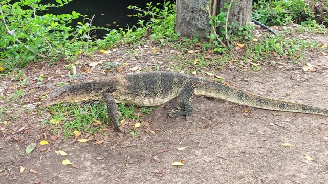 Water monitor lizard moves across earthen shoreline beside dark water. This large lizard walks with calm, watchful intent, tail trailing behind as it passes sparse grass and tree roots.