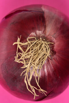 A macro vertical shot displays the detailed texture of dry tangled roots on a fresh red onion bulb.