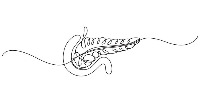 pancreas continuous one line drawing, Human pancreas one line art. Continuous line drawing of human, internal, organs, pancreas, full length animation video, motion graphic, Pancreas organ icon line