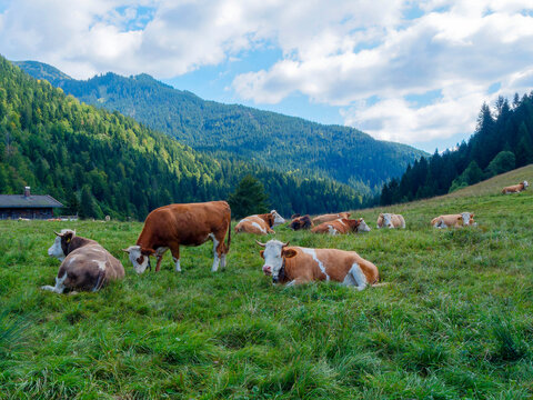 Bavarian landscape. A herd of cows lying in the grass of green meadows bordering the Valepp trail near Spitzingsee Station