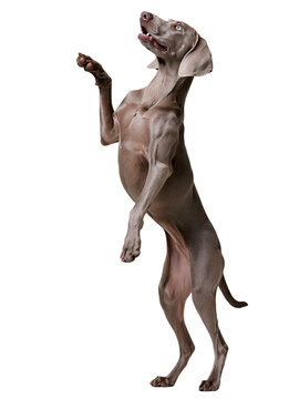 Weimaraner dog standing on hind legs with paw raised isolated on transparent background PNG cutout