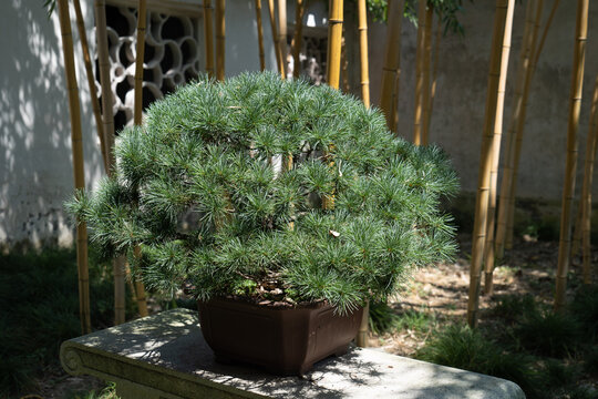 Pine bonsai tree in a courtyard of a classical Chinese garden with bamboo, Suzhou