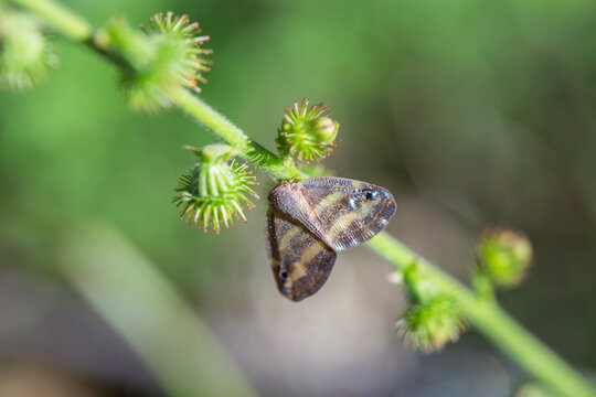Small brown moth insect sitting on a green plant branch macro close up background