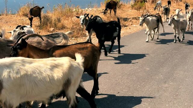 Flock Of Domestic Goats Walking Along Asphalt Road Near Sea Coast. Livestock Herd Movement