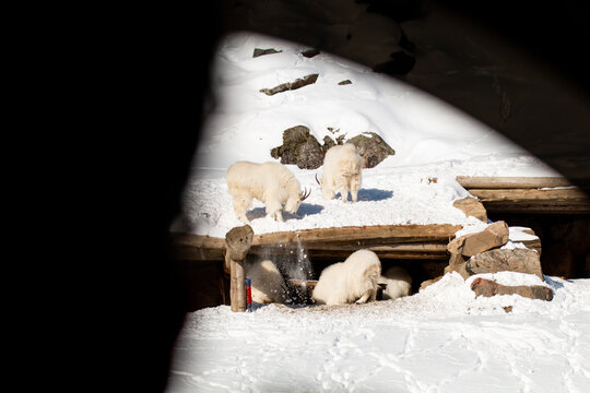 Famille d'ours polaires se reposant sur une roche enneig&eacute;e sous la lumi&egrave;re du soleil