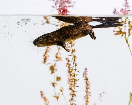 Brown muskrat swimming underwater with bubbles