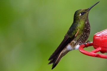 Green buff-tailed coronet hummingbird looking upward while perched on a red feeder in Bellavista Cloud Forest Reserve, Ecuador © Christian