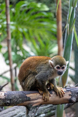 Squirrel monkey perched on a branch © Robert Arango L