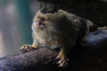 Pygmy marmoset perched on a branch © Robert Arango L