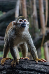 Squirrel monkey standing alert on a log © Robert Arango L