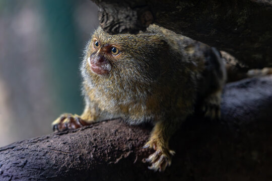 Pygmy marmoset perched on a branch