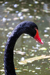 Black swan portrait beside reflective water © Robert Arango L