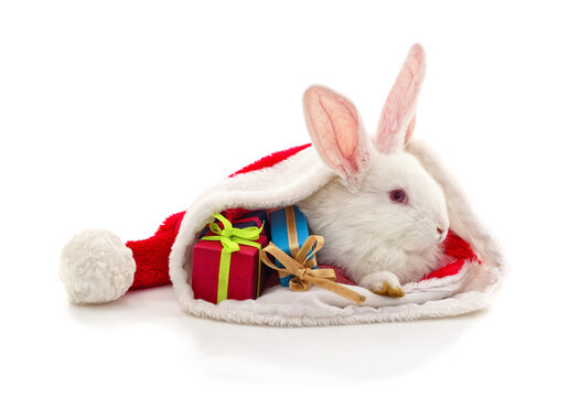 White rabbit in a Santa hat with Christmas gifts isolated on a white background.