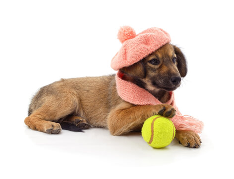 Puppy wearing a pink knitted hat and scarf with a tennis ball isolated on a white background.