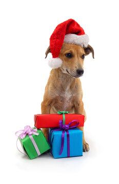 Puppy wearing a Santa hat with Christmas gifts isolated on a white background.
