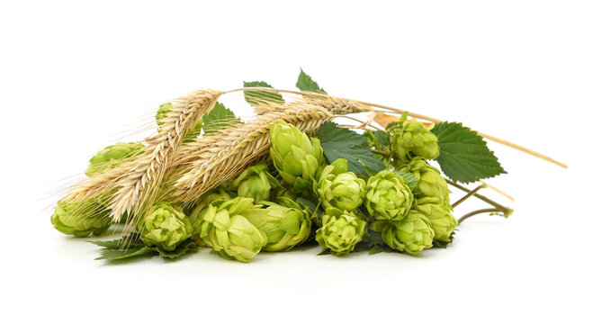 Fresh green hops with ears of wheat isolated on a white background.