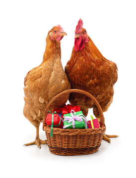 Brown chicken and rooster standing near a wicker basket with gifts isolated on a white background.